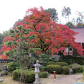 2012年　津山百景 善應寺の傘大モミジ