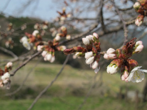 おその桜1.jpg