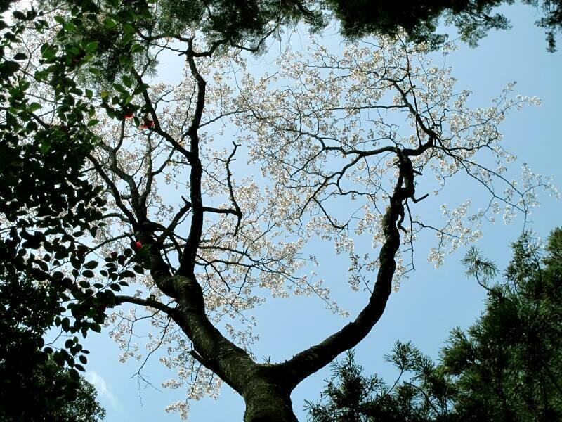 0sakura-thumb-800xauto-103550.jpg