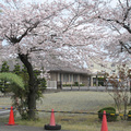 2013年津山東クリニックのさくら（津山市東津山）