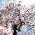 2013年本行寺（ほんぎょうじ）の枝垂桜・ひがん桜（西寺町）