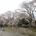 2013年本山寺　枝垂桜と逆木櫻（美咲町）