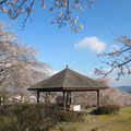 2013年神楽尾公園のさくら