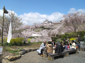 sakura10.jpg