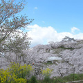 津山城（鶴山公園）の2013年さくら