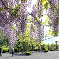 神楽尾公園の藤棚