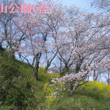 桜の名所「鶴山公園」