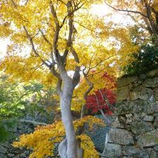 津山城（鶴山公園）の紅葉と「ご当地グルメ・フェスティバル」