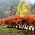 黒木ダムの紅葉（津山市加茂）