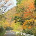 深山渓谷の紅葉(津山市阿波大杉)