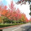 津山陸上競技場附近の紅葉(津山市志戸部)