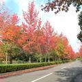 津山陸上競技場附近の紅葉（津山市志戸部）