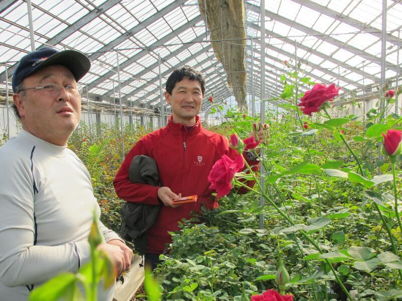 真冬に咲くバラの花を見つけました。 - 津山瓦版