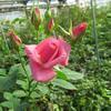 真冬に咲くバラの花を見つけました。