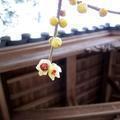 ロウバイの花　（成道寺）西寺町