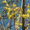 マンゲツロウバイの花(津山市日本原)