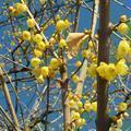 マンゲツロウバイの花（津山市日本原）