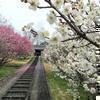 2014年3月 立石家の梅の花
