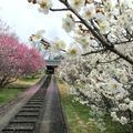 2014年3月　立石家の梅の花