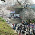 津山城（鶴山公園）2014年津山さくらまつり！