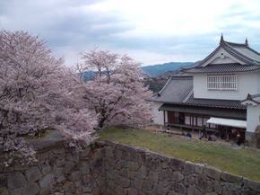 2014鶴山桜3.jpg