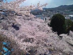 2014鶴山桜.jpgのサムネイル画像