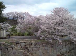 2014鶴山桜2.jpg