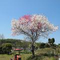 野介代の「花もも」の花が綺麗です。