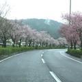 2014年3月30日の東一宮の桜並木