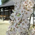 2014年4月2日の千光寺の枝垂桜