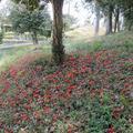 国指定史跡　美和山古墳群の椿の花と桜の花