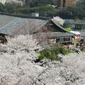 2014年4月6日の津山城（鶴山公園）のさくら