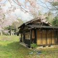 千年寺とさくらの花（津山市下田邑）