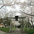 2014年3月30日～4月9日の白加美神社のさくら