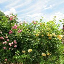 2014年6月3日赤堀家のバラの花