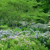 ウッドパーク声ヶ乢の紫陽花(津山市市場)