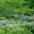 ウッドパーク声ヶ乢の紫陽花（津山市市場）