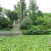 廣戸神社のスイレンの花(津山市大吉)
