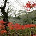 津山城（鶴山城跡）の曼珠沙華