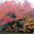 2014年11月21日　高野山西の紅葉です。