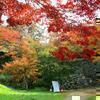 津山城(鶴山公園)のモミジ