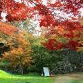 津山城（鶴山公園）のモミジ