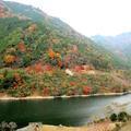 2014年　津川ダムの紅葉