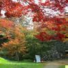 津山城(鶴山公園)の紅葉