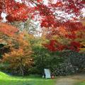 津山城（鶴山公園）の紅葉