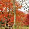 2014年 ウッドパーク 声ヶ乢の紅葉