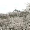 津山城(鶴山公園)のさくら 2015