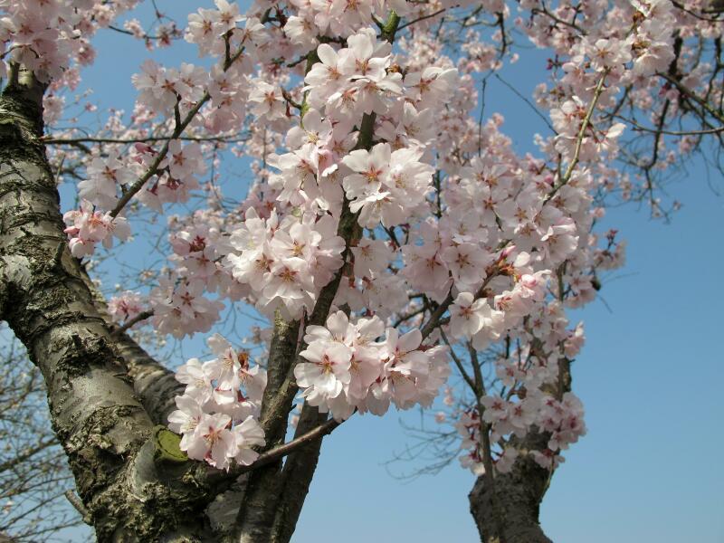 東一宮のさくら並木2015 - 津山瓦版