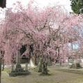 長昌山　妙法寺の桜がきれいでした。