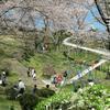 2015年 神楽尾公園のさくら